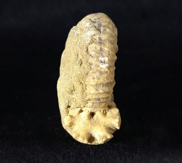 Pavlovia pavlovi (MICHALSKY 1890) - Bild © FossNet FossilienStore